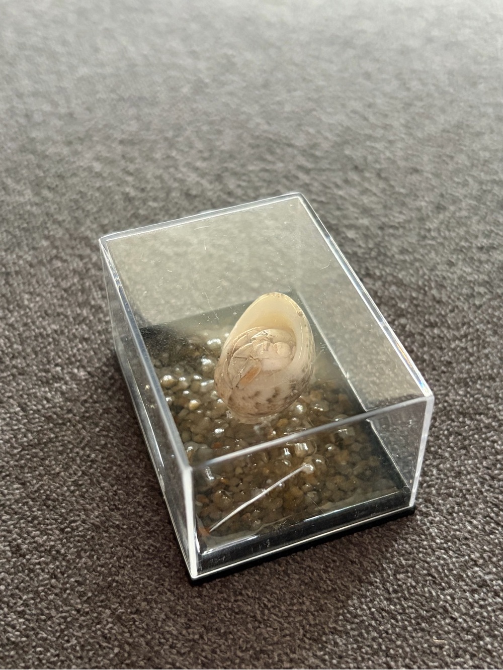 Small preserved hermit crab